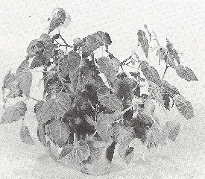 B. franconis